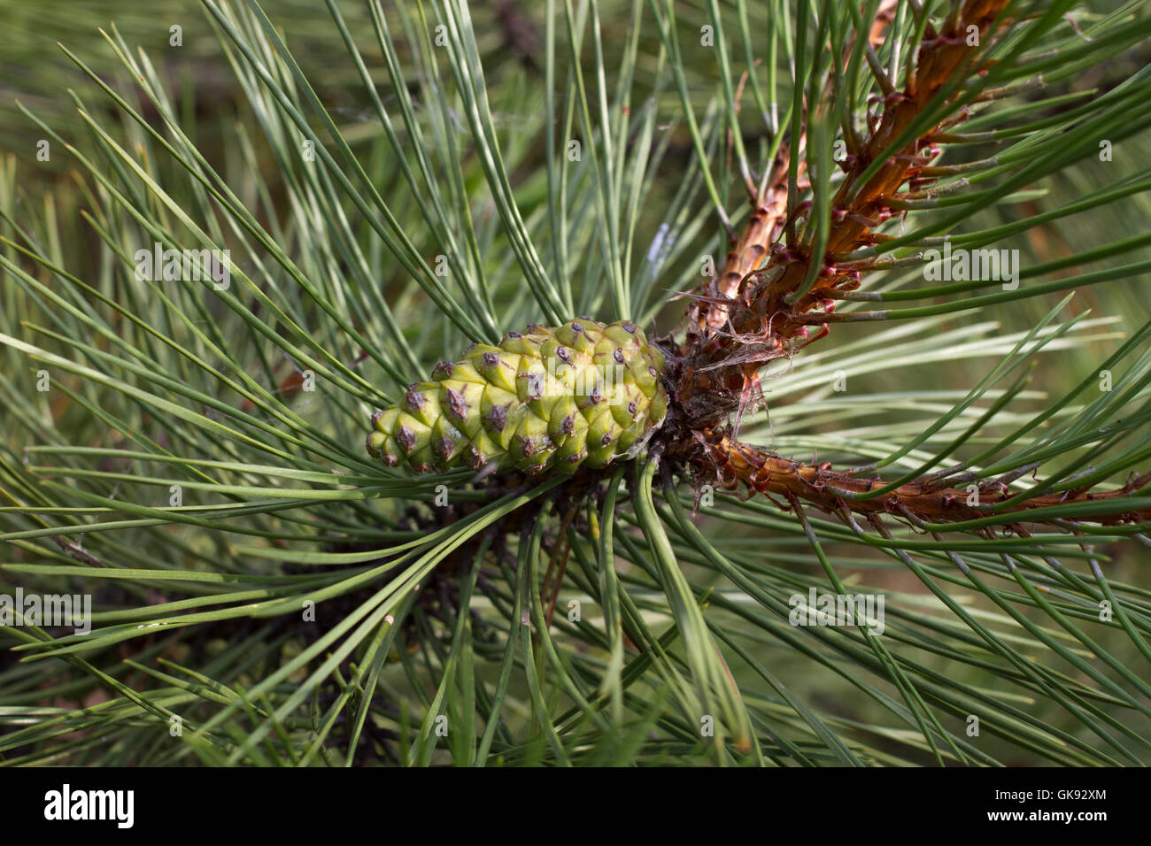 Pine branch. Conifer, pinecone tree nature forest Stock Photo