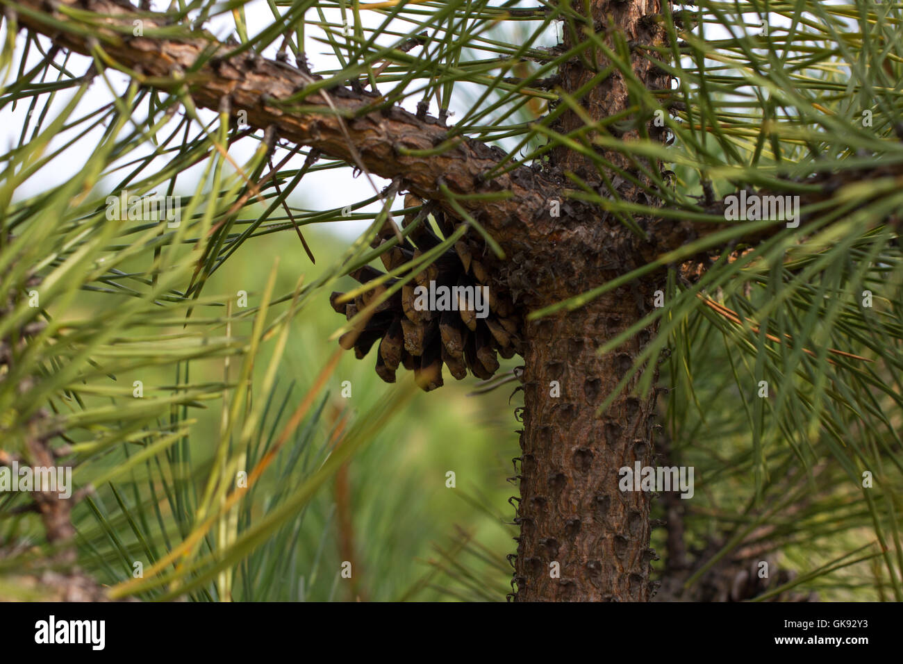 Pine branch. Conifer, pinecone tree nature forest Stock Photo