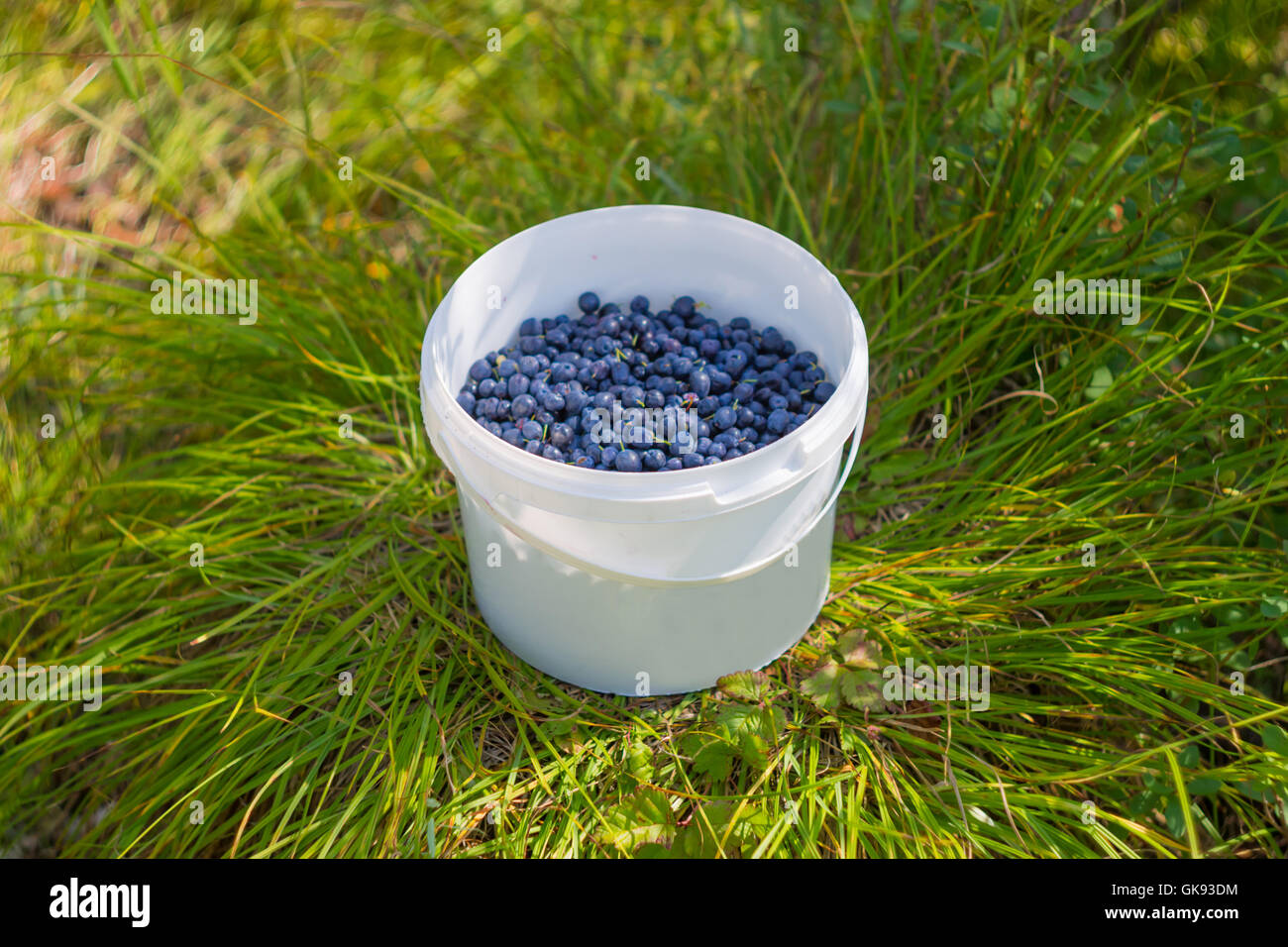 one white bucket of blueberries on marsh grass Stock Photo ...