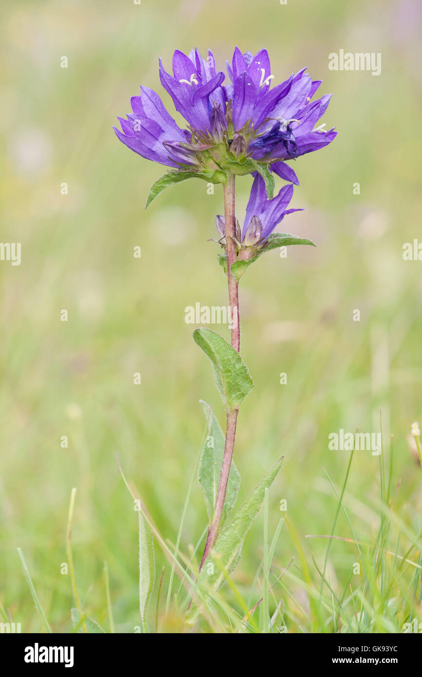 Alpine flora,  clustered bellflower or Dane's blood ( Campanula glomerata ) into alpine meadows. Stock Photo