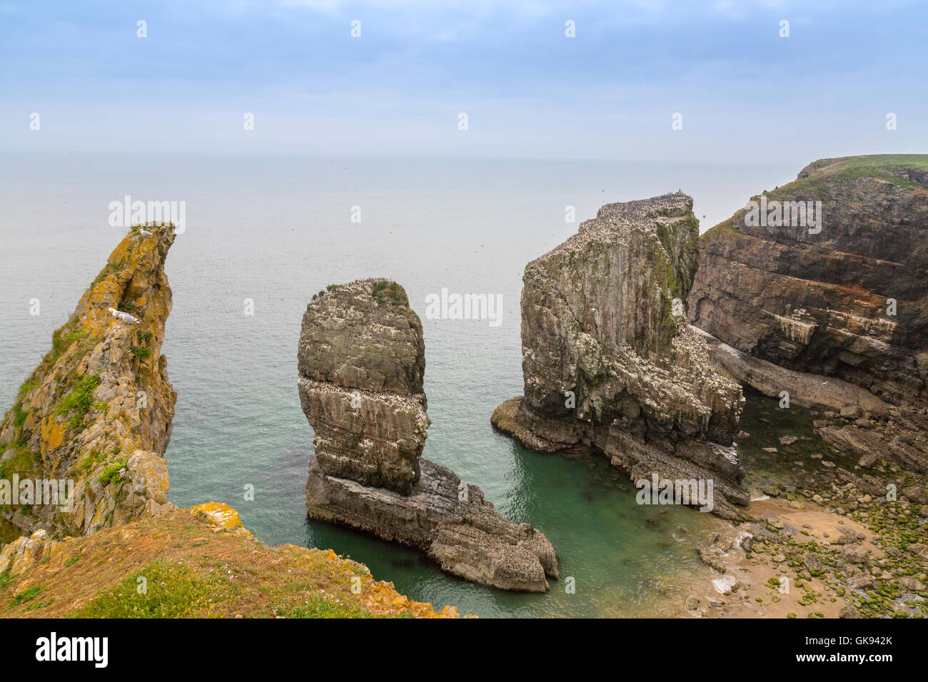 Elegug Stacks covered with nesting guillemots in the Pembrokeshire Coast National Park, Wales, UK Stock Photo