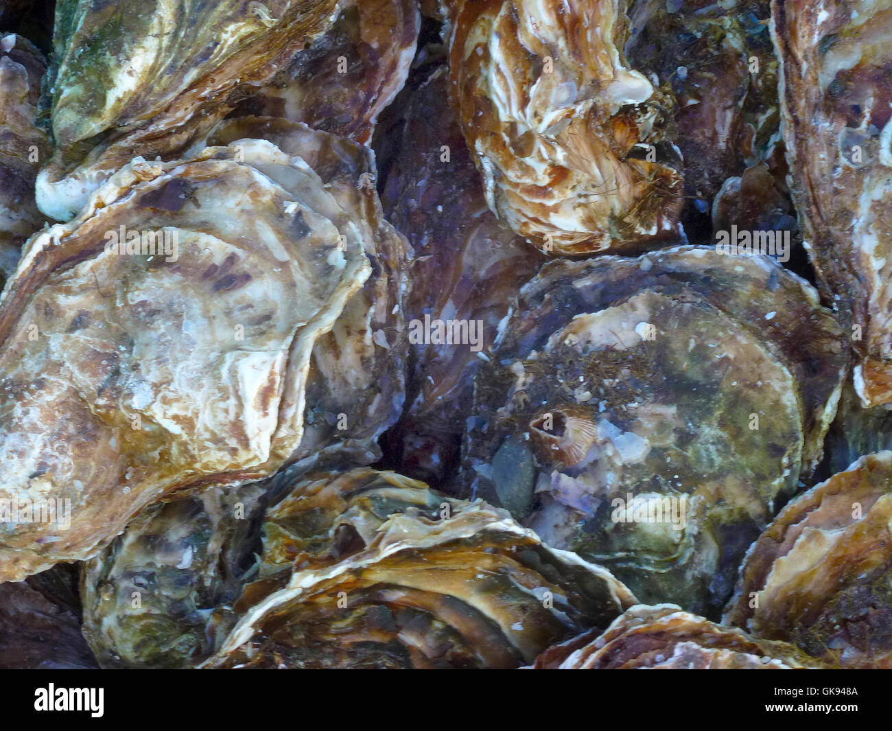 Raw oysters in the shell at a fish market Stock Photo Alamy