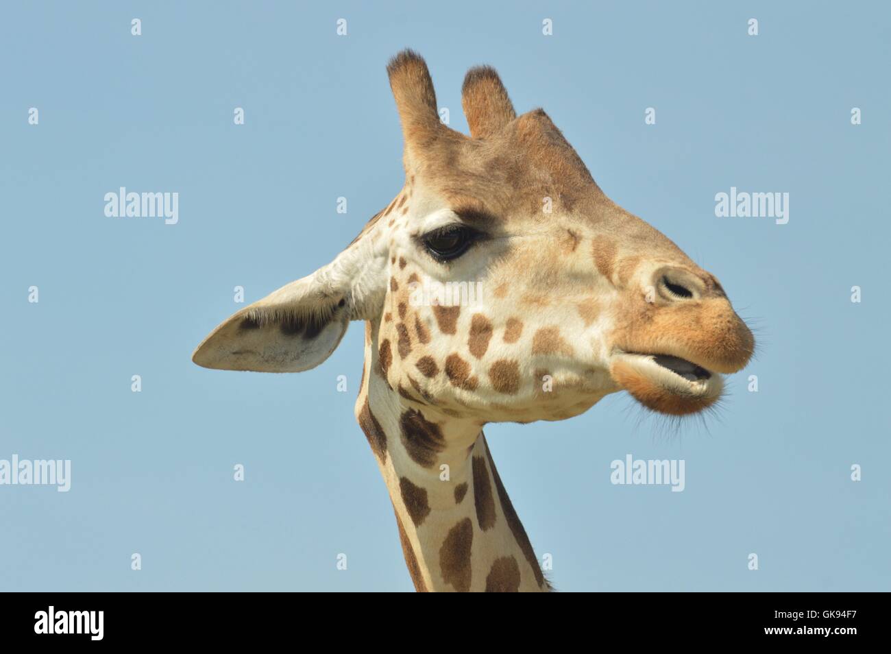 Giraffe Eating Plants High Resolution Stock Photography and Images - Alamy