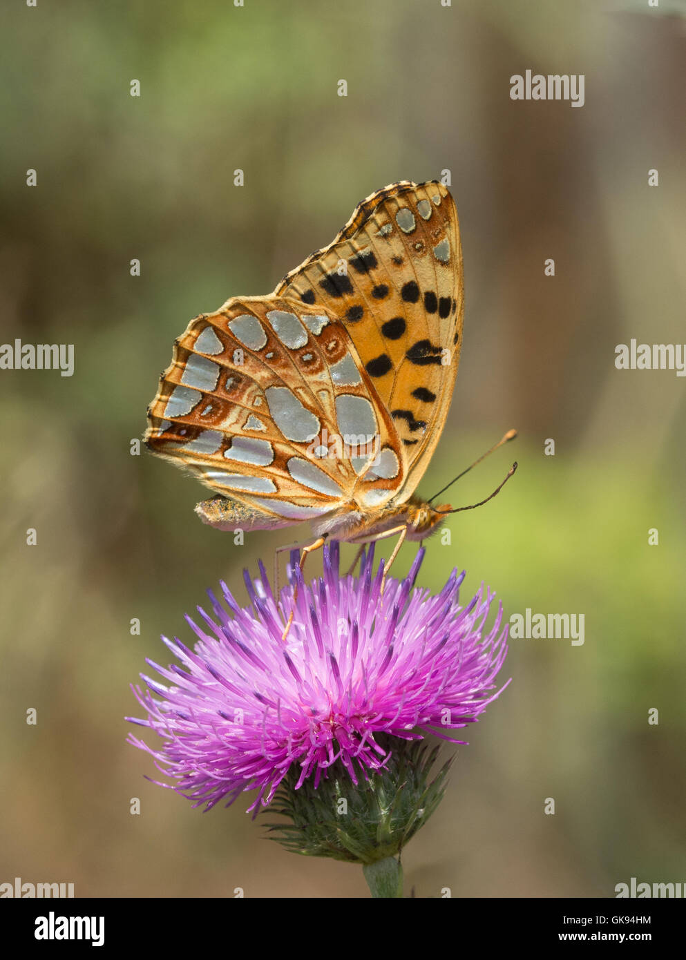 Queen of Spain fritillary butterfly (Issoria lathonia) nectaring on flower in Hungary Stock Photo