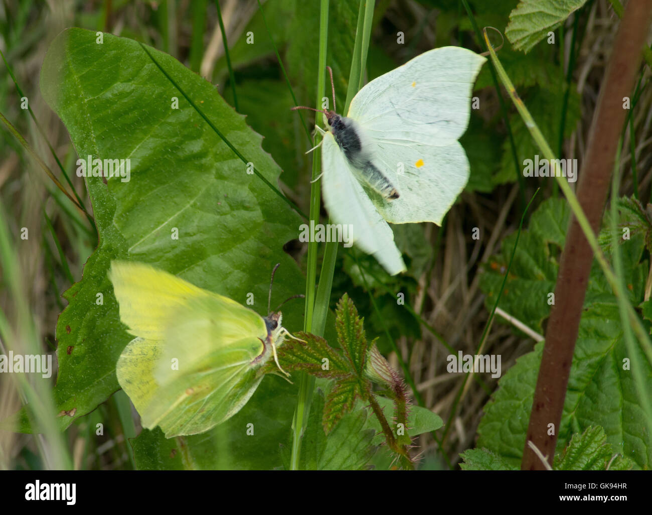 Male and female brimstone butterflies (Gonepteryx rhamni) - courtship behaviour - in Hampshire, England Stock Photo