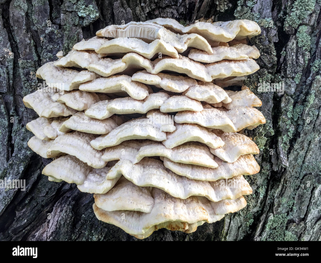 Wild mushroom stack growing on a Maple tree in Wisconsin Stock Photo