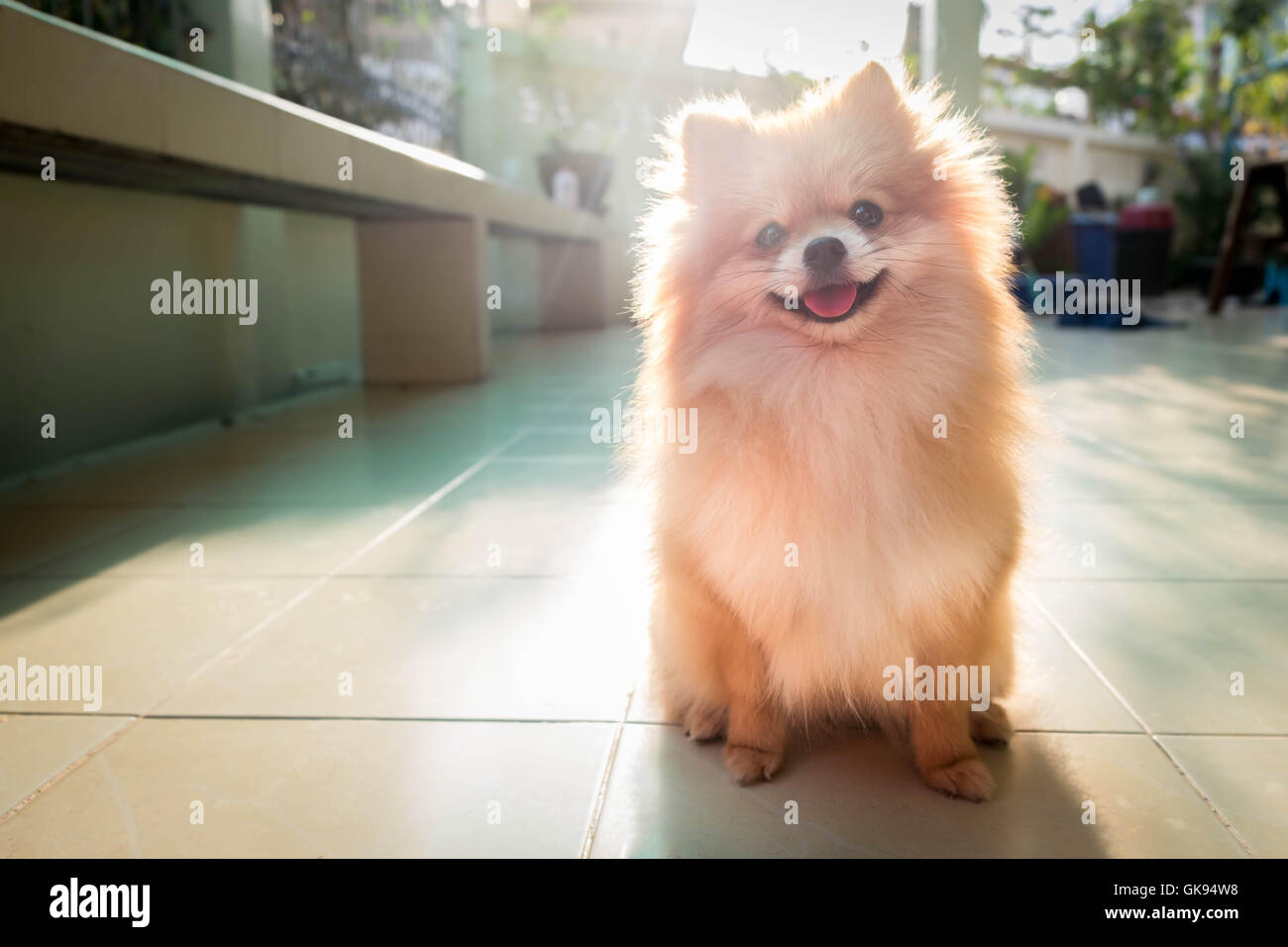 pomeranian spitz smiling watch the evening sun. Stock Photo