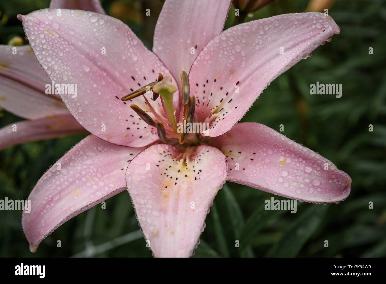 pink Lily after a rain close up on a green background Stock Photo