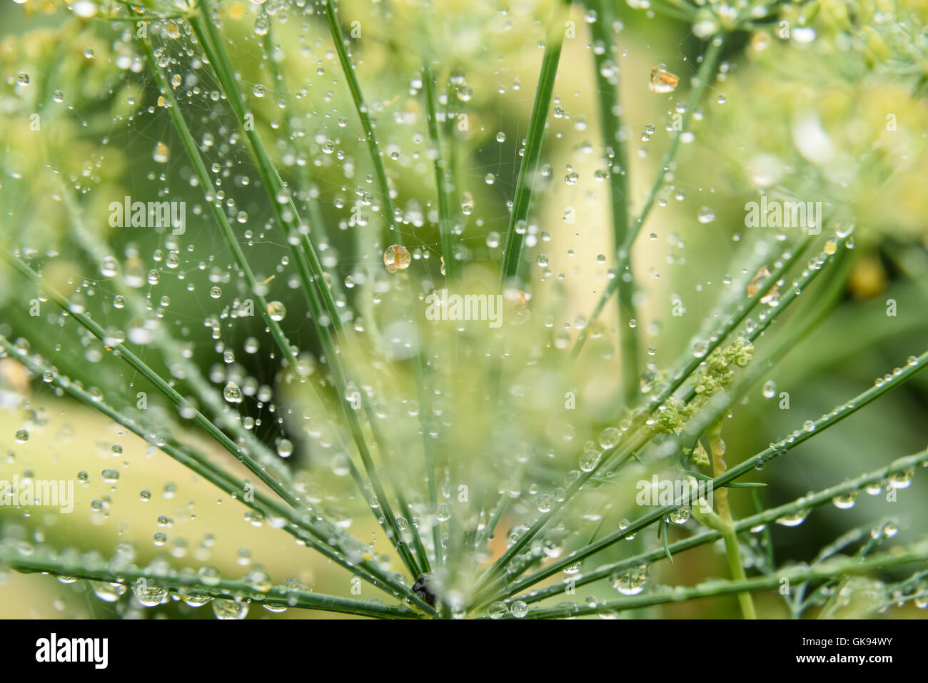 dill in the garden covered with droplets after a rain Stock Photo