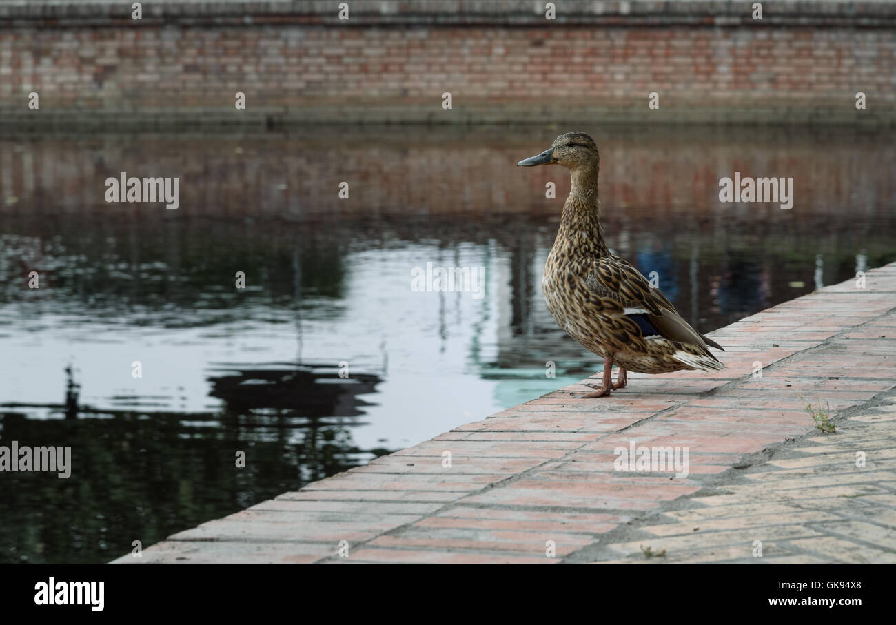 duck stands on the shore near the city pond and looks into the distance Stock Photo