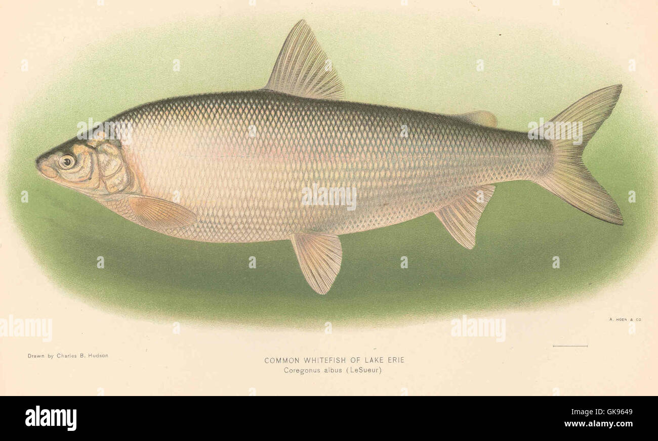 42895 Common Whitefish of Lake Erie - Coregonus albus (LeSueur Stock Photo  - Alamy