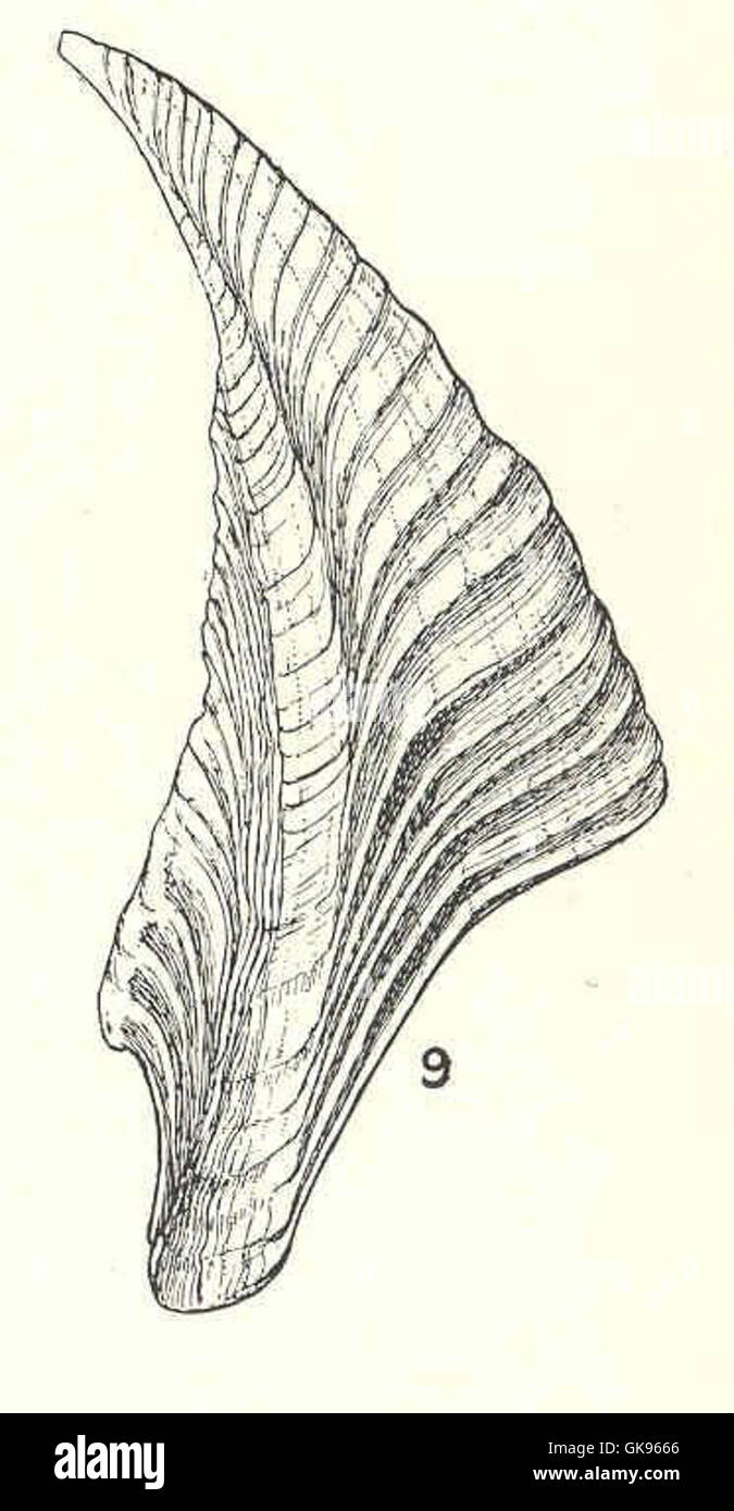 This entry describes the marine species Balanus rostratus apertus, a ...