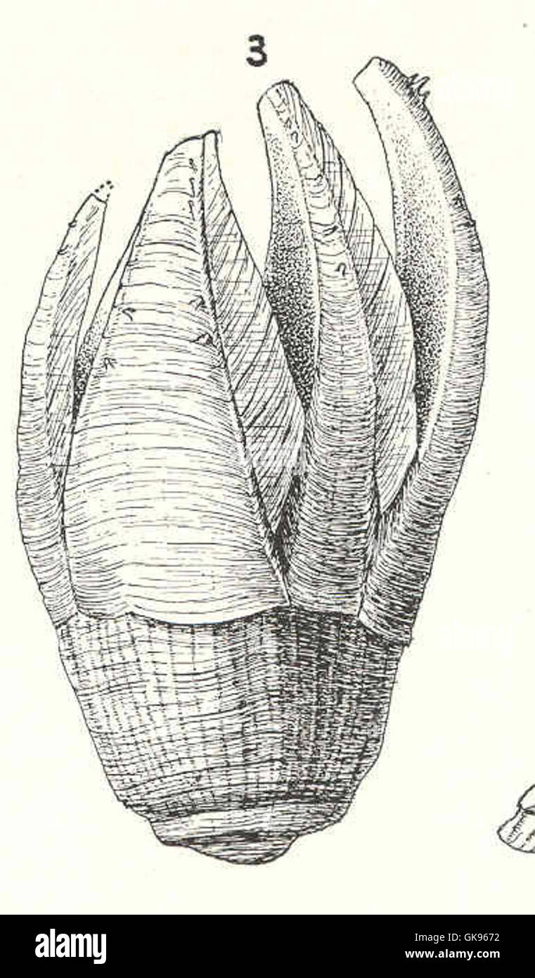 42953 Acasta spongites japonica Pilsbry - Walls, lateral view Stock Photo