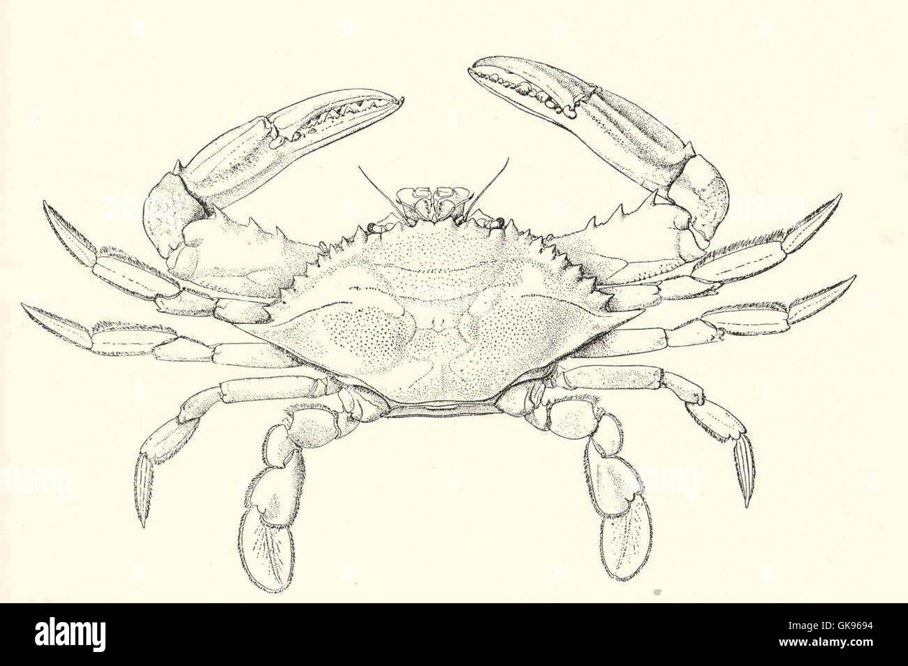 43002 Common Edible or Blue Crab (Callinectes hastatus) Stock Photo