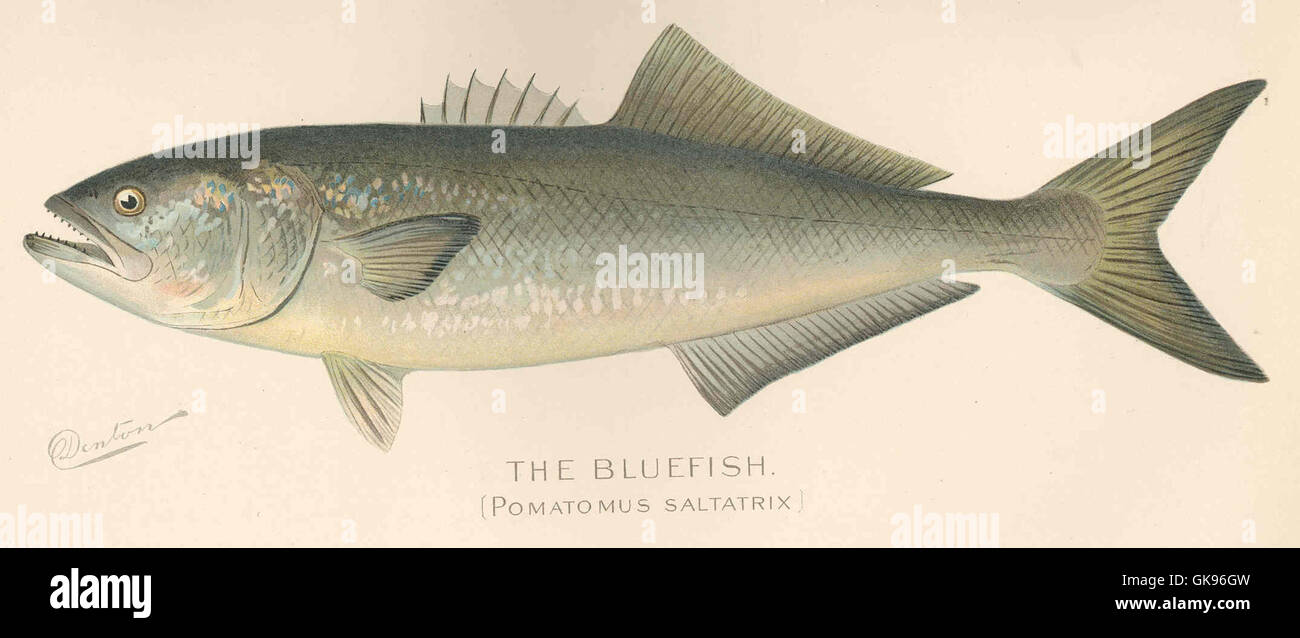 43170 Bluefish (Pomatomus saltatrix) Stock Photo
