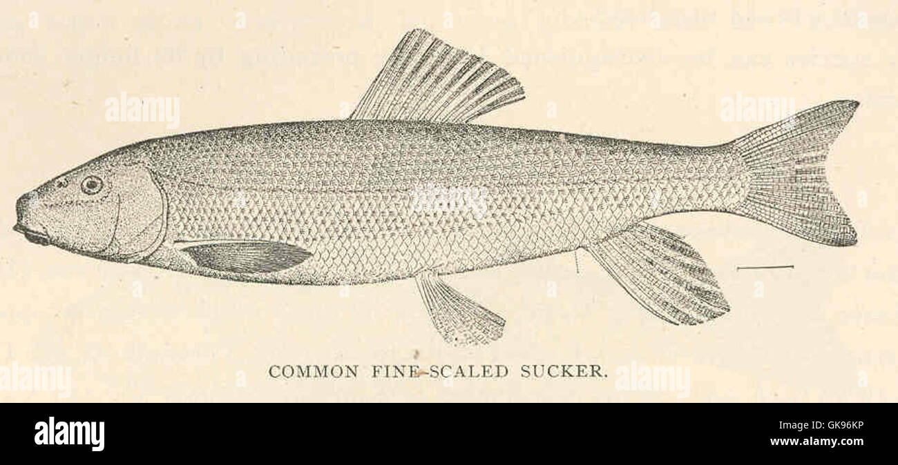 43232 Common Fine-Scaled Sucker (Catostomus commersonii (Lacepede)) Stock Photo