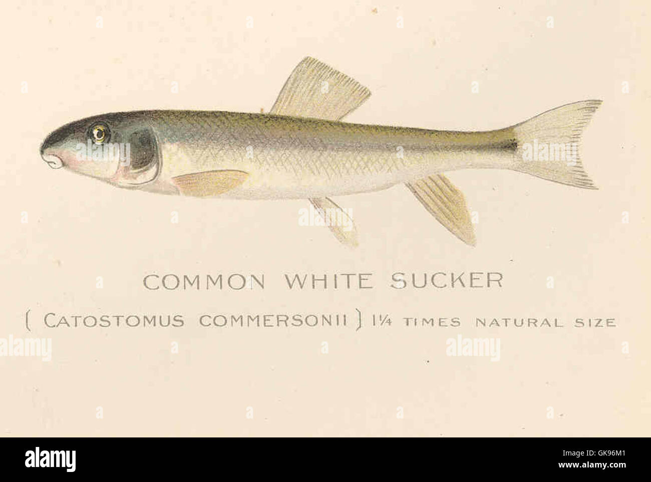 43238 Common White Sucker (Catostomus commersonii) Stock Photo