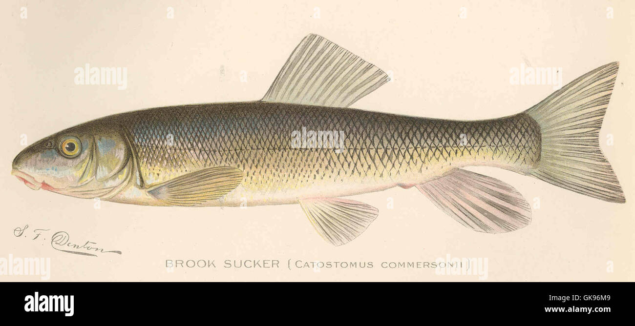 43245 Brook Sucker (Catostomus commersonii) Stock Photo