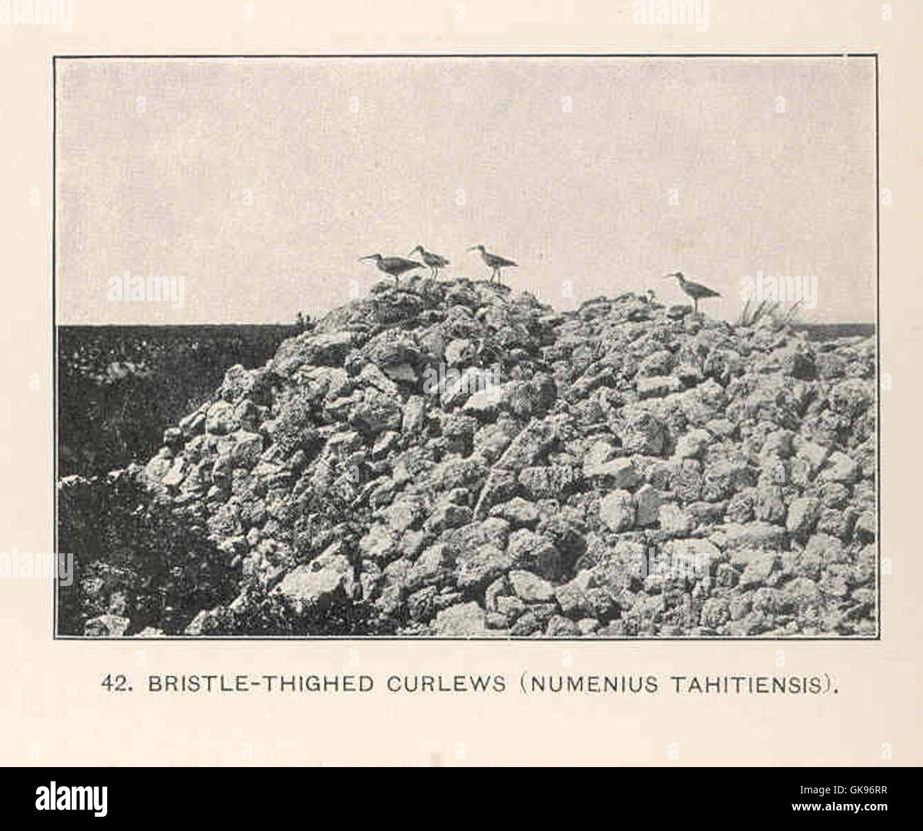 43325 Bristle-Thighed Curlews (Numenius tahitiensis) Stock Photo