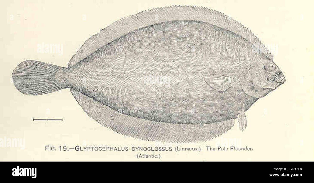 33638 Glyptocephalus Cynoglossus (Linnaeus) Stock Photo