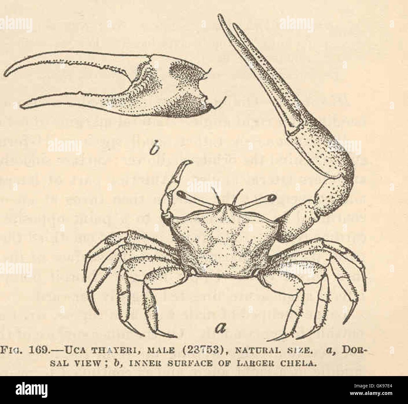 43738 Uca thayeri, Male (22753) a, Dorsal view; b, Inner surface of larger chela Stock Photo