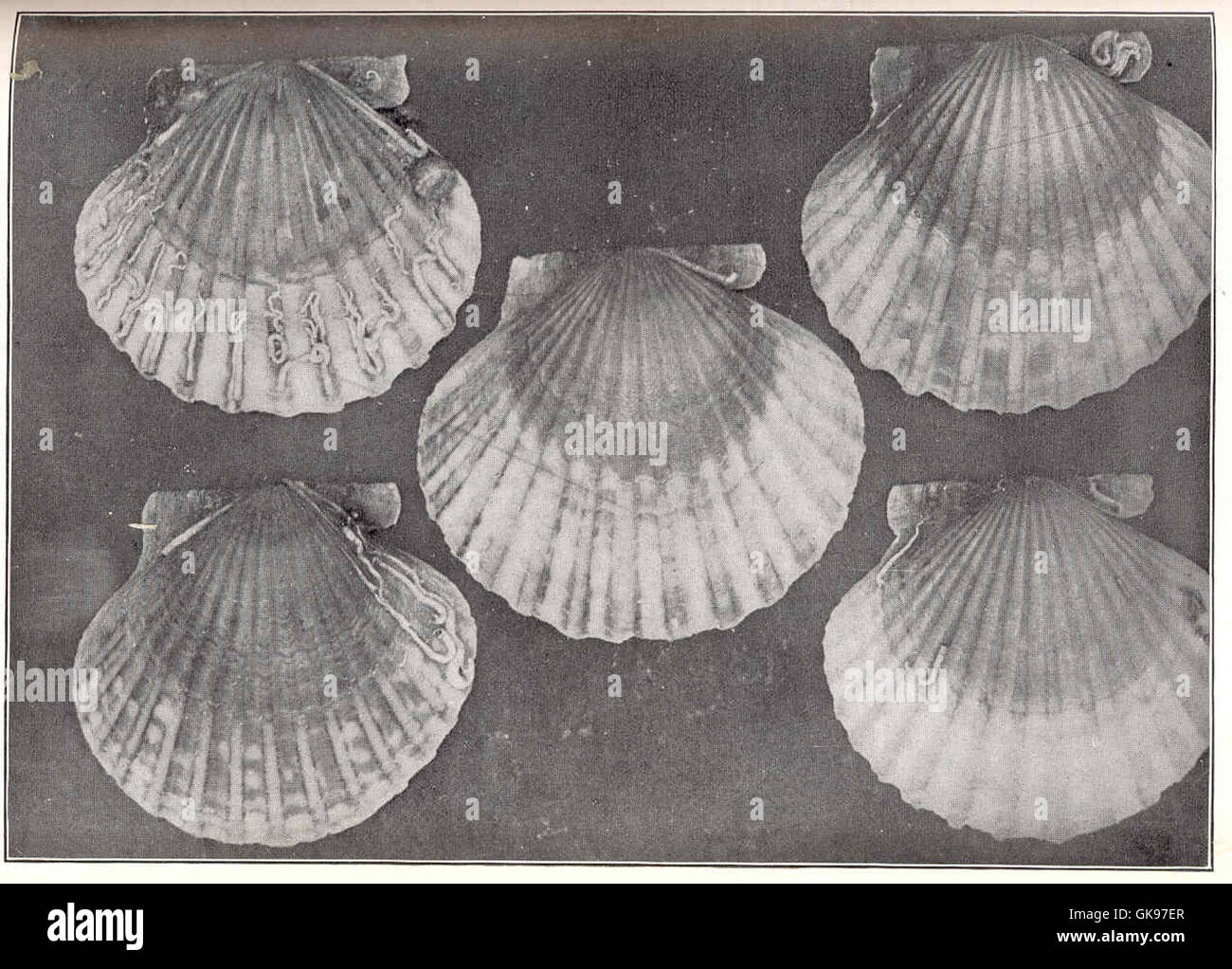 43760 Scallops over one year old, as shown by the formation of the annual growth line, which is