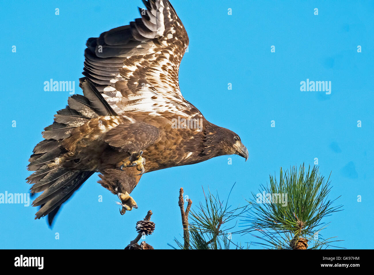 Juvenile Bald Eagle in Flight Stock Photo - Alamy