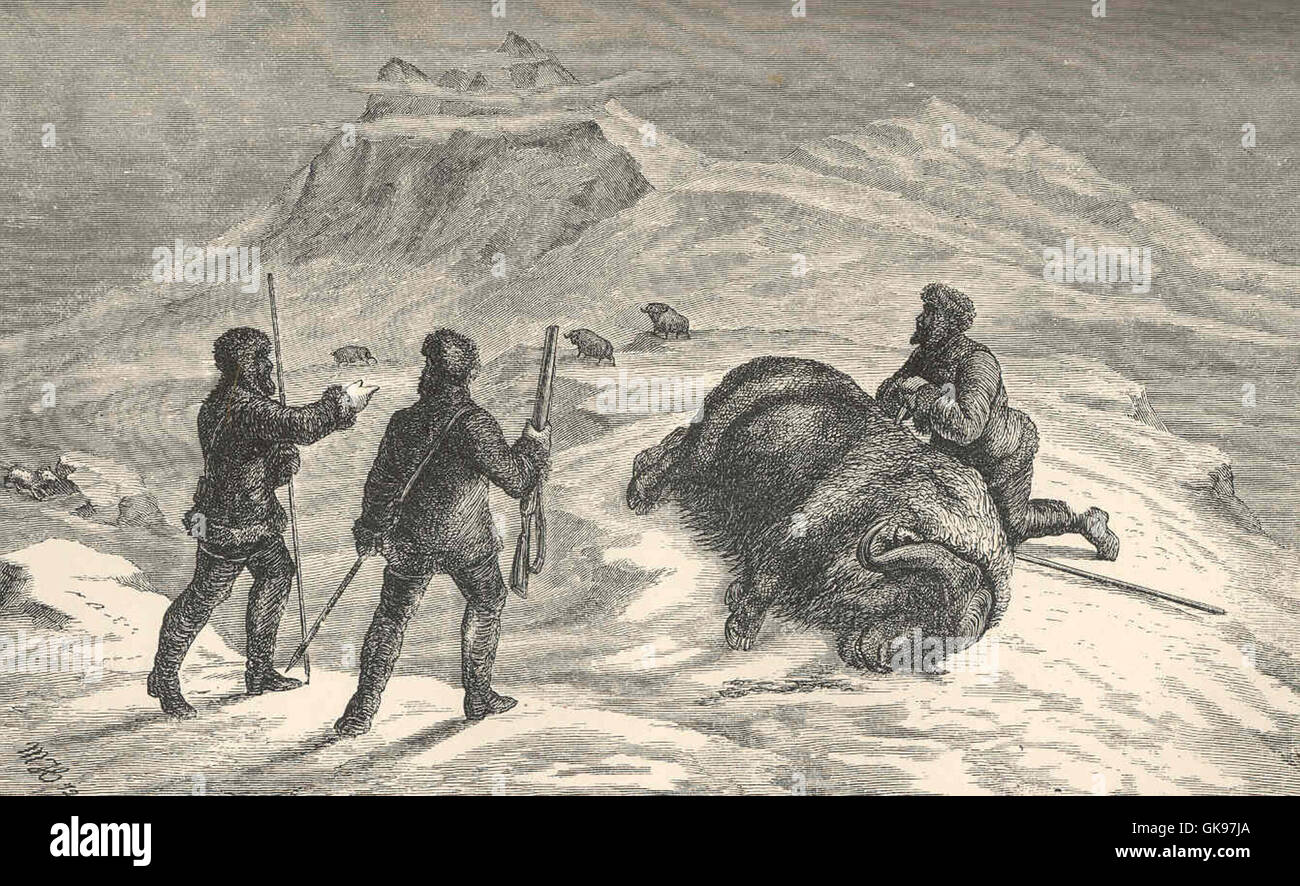 43833 Death of the MuskOx Stock Photo Alamy