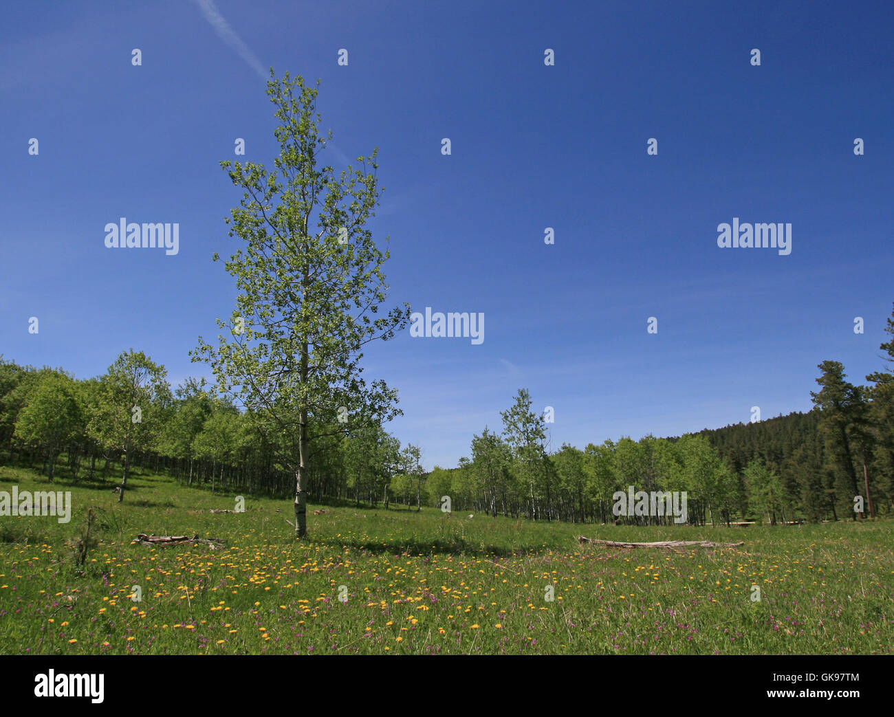 Aspen Tree in Black Hills Meadow in South Dakota USA Stock Photo Alamy