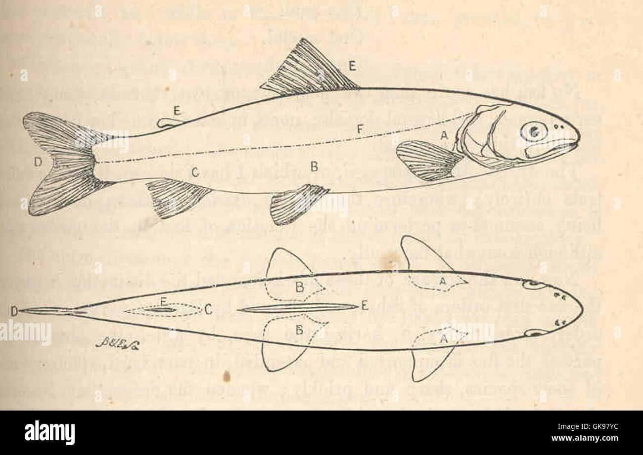 44040 Outline of Lake Trout Stock Photo Alamy
