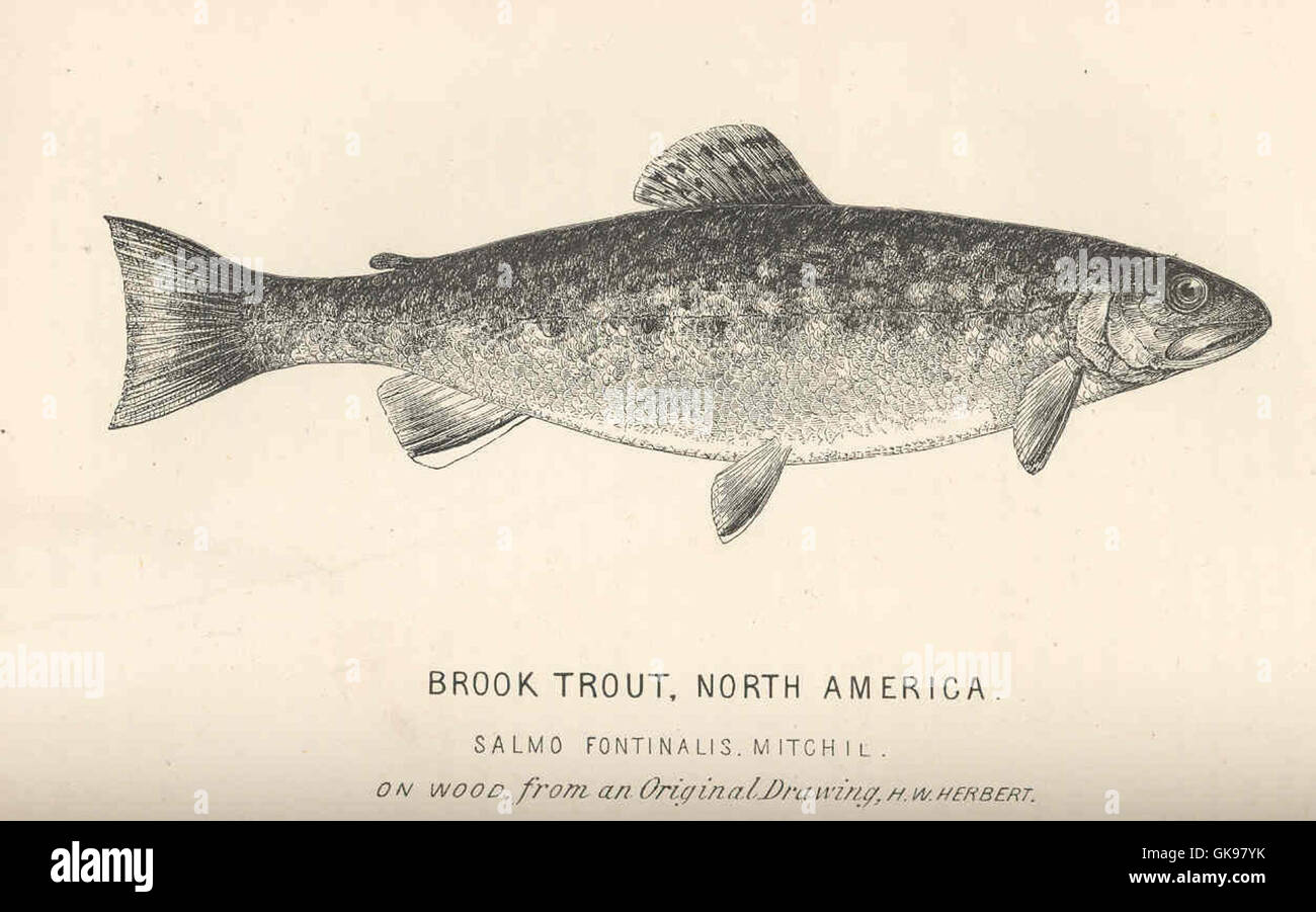 44047 Brook Trout, North America Salmo fontinalis, Mitchil Stock Photo