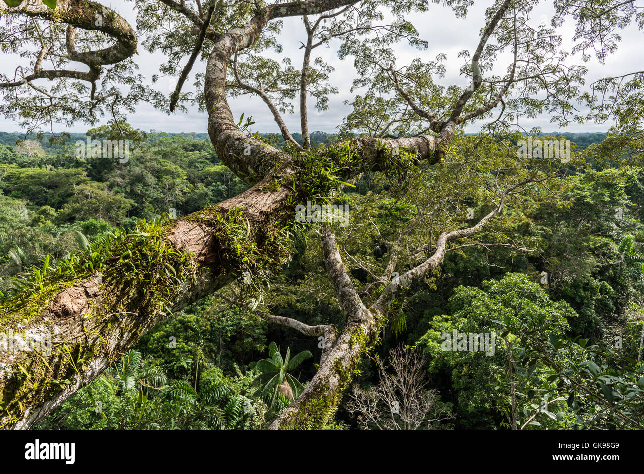 Canopy view of rain forest in the Amazons. Yasuni National Park, Ecuador, South America. Stock Photo