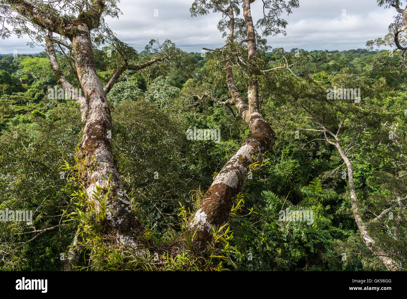Canopy view of rain forest in the Amazons. Yasuni National Park, Ecuador, South America. Stock Photo