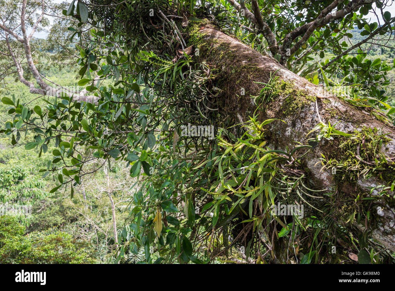 Tree trunk loaded with epiphytes such as bromeliads and orchids in the Amazons. Yasuni National Park, Ecuador, South America. Stock Photo
