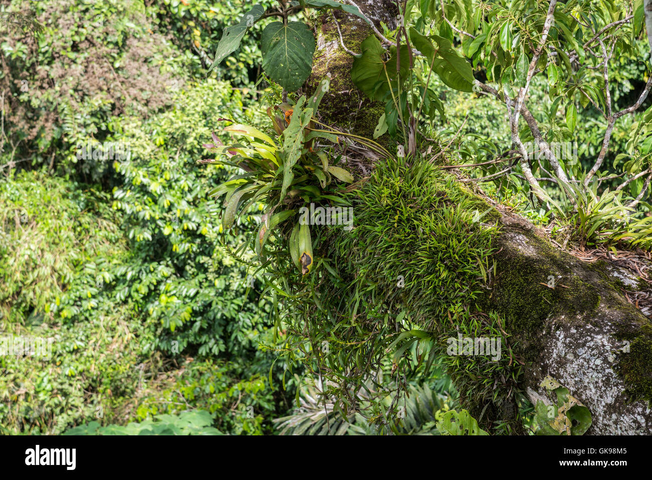 Tree trunk loaded with epiphytes such as bromeliads and orchids in the Amazons. Yasuni National Park, Ecuador, South America. Stock Photo