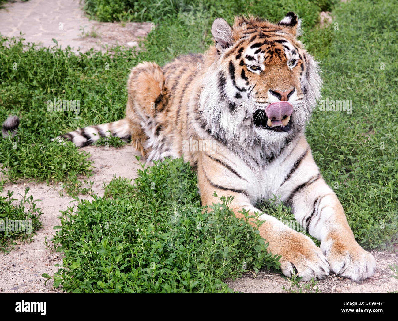 Licked tiger on the green grass Stock Photo