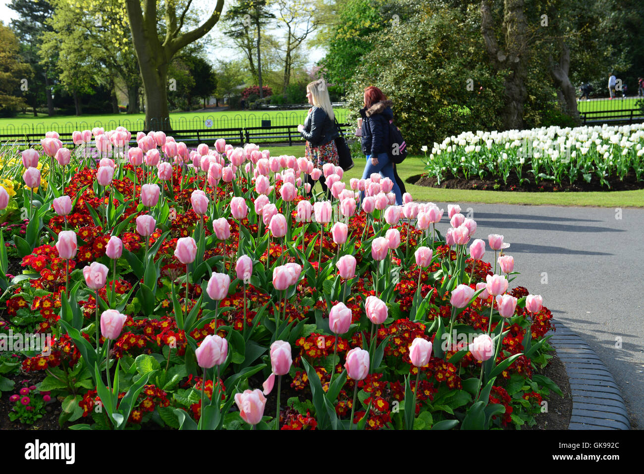 Flowers in Belfast at the Botanic Gardens and Park Stock Photo - Alamy