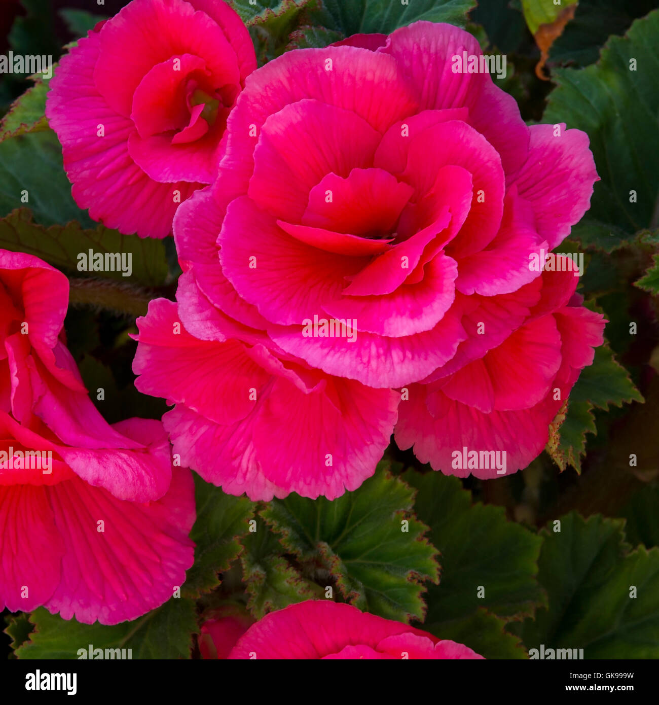 Begonia in full bloom Stock Photo Alamy
