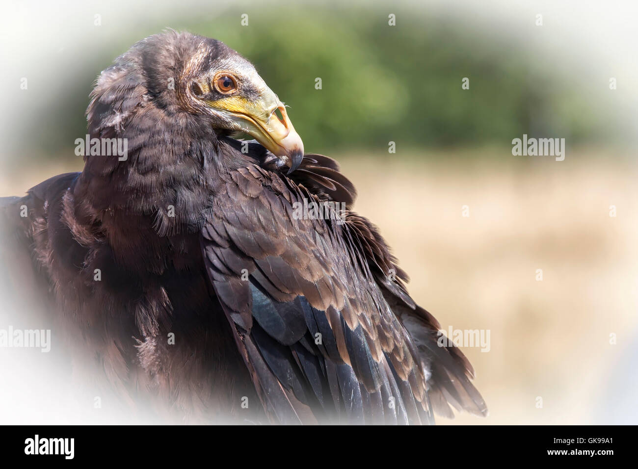 Lesser Yellow-headed Vulture. Cathartes (burrovianus) Stock Photo