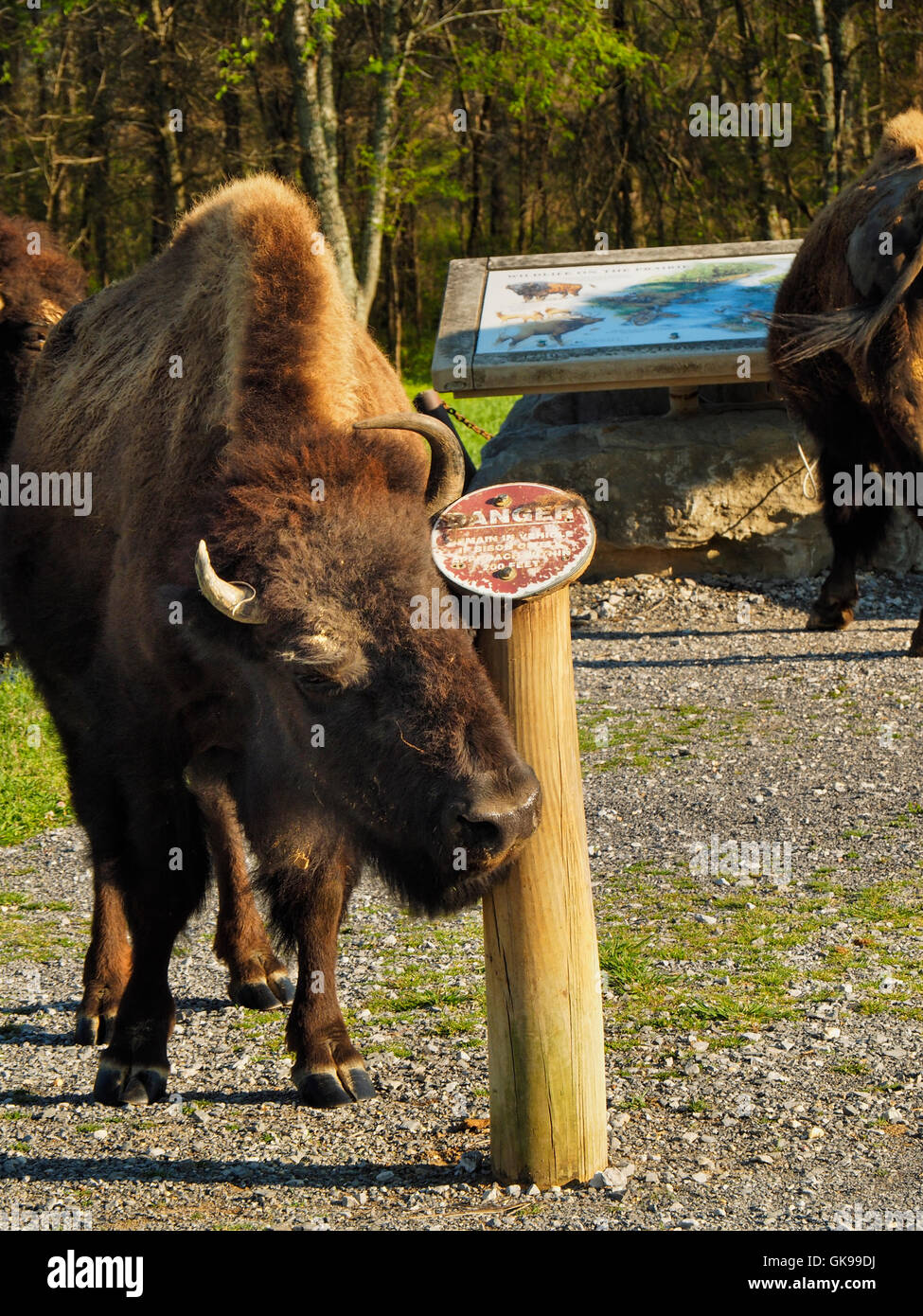 Bison, Elk and Bison Prairie, Land Between The Lakes National