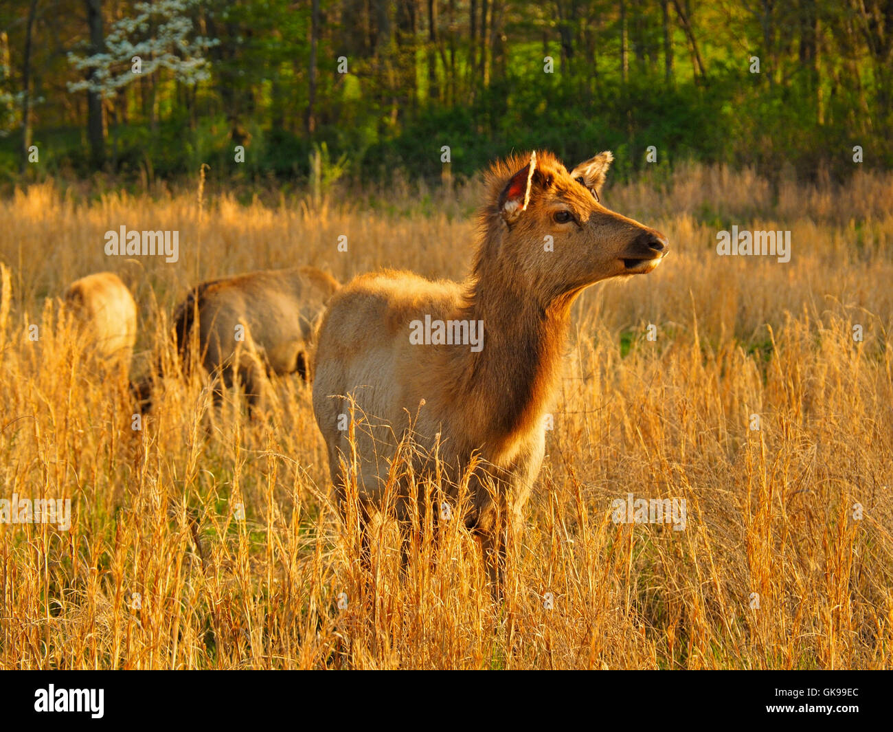Elk, Elk and Bison Prairie, Land Between The Lakes National Recreation