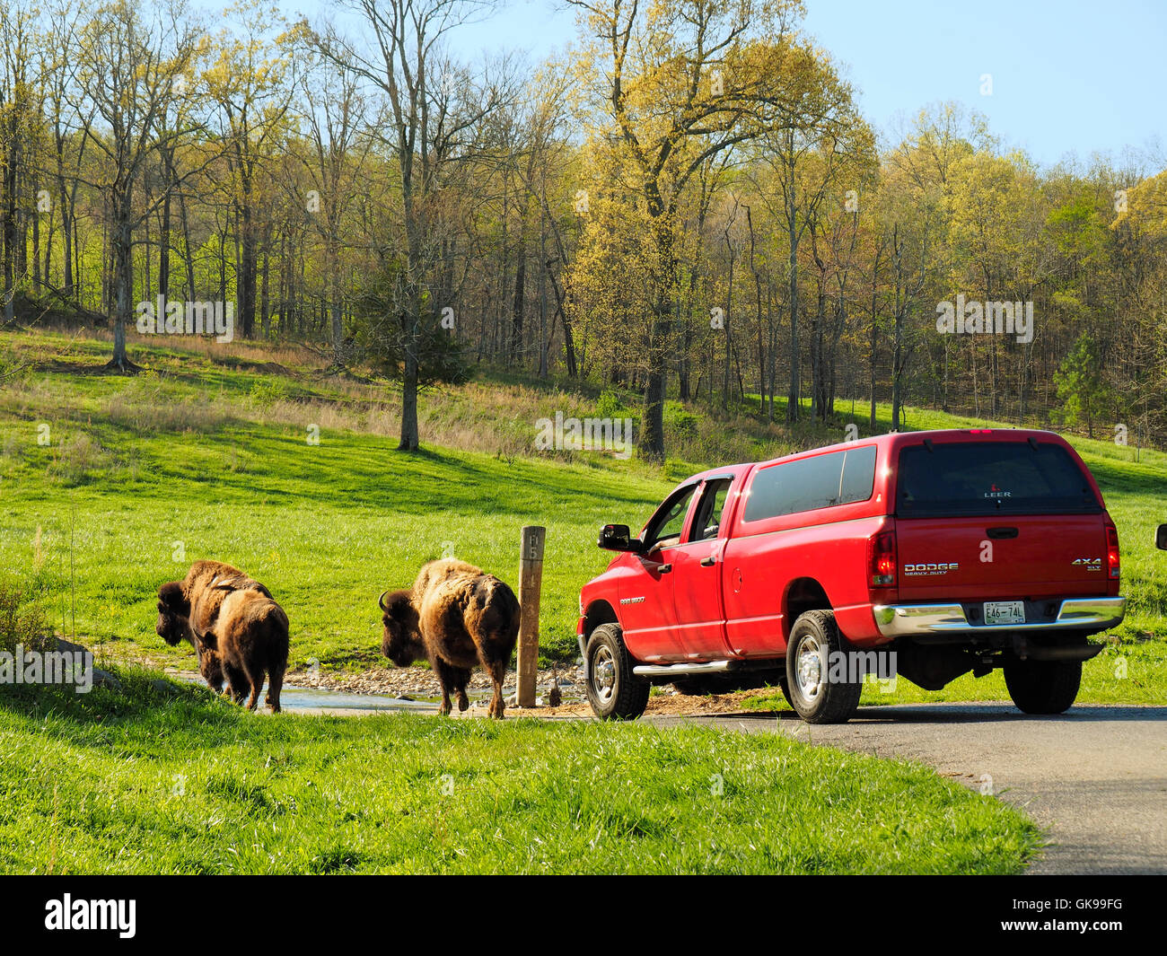 Bison, Elk and Bison Prairie, Land Between The Lakes National