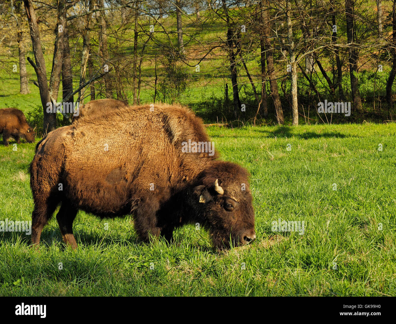 Bison, Elk and Bison Prairie, Land Between The Lakes National
