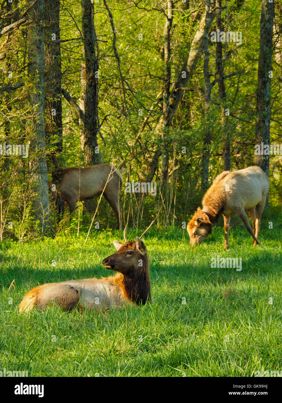Elk, Elk and Bison Prairie, Land Between The Lakes National Recreation