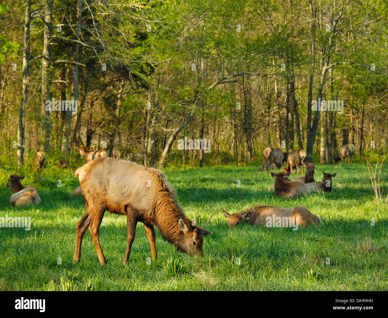 Elk, Elk and Bison Prairie, Land Between The Lakes National Recreation