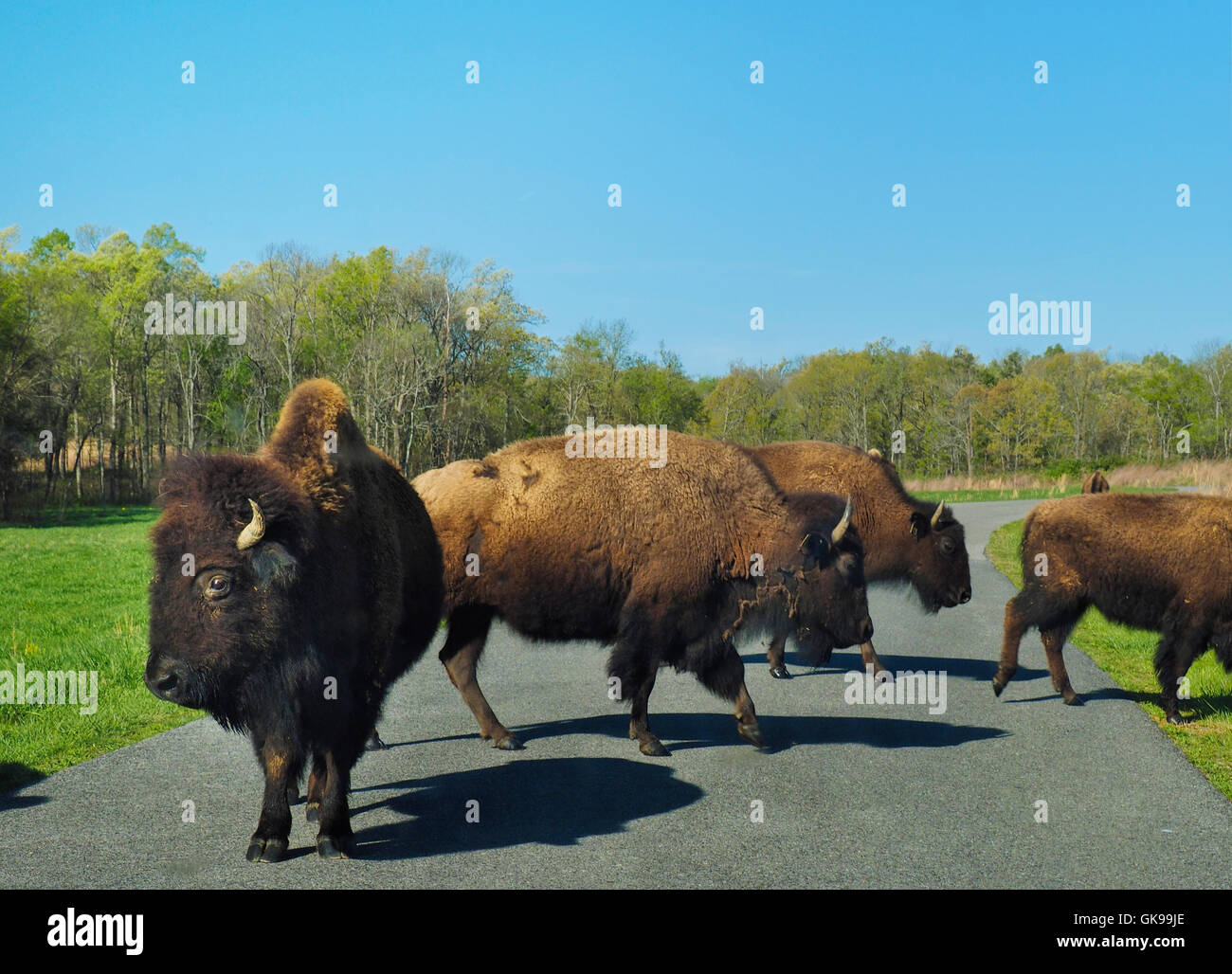 Bison, Elk and Bison Prairie, Land Between The Lakes National Recreation Area, Golden Pond