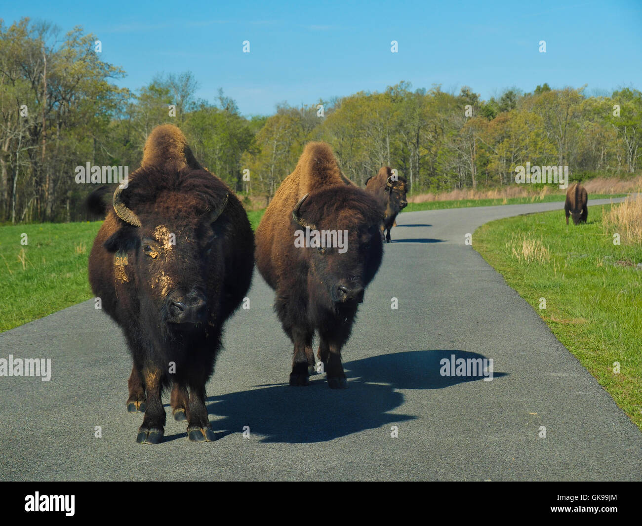 Bison, Elk and Bison Prairie, Land Between The Lakes National