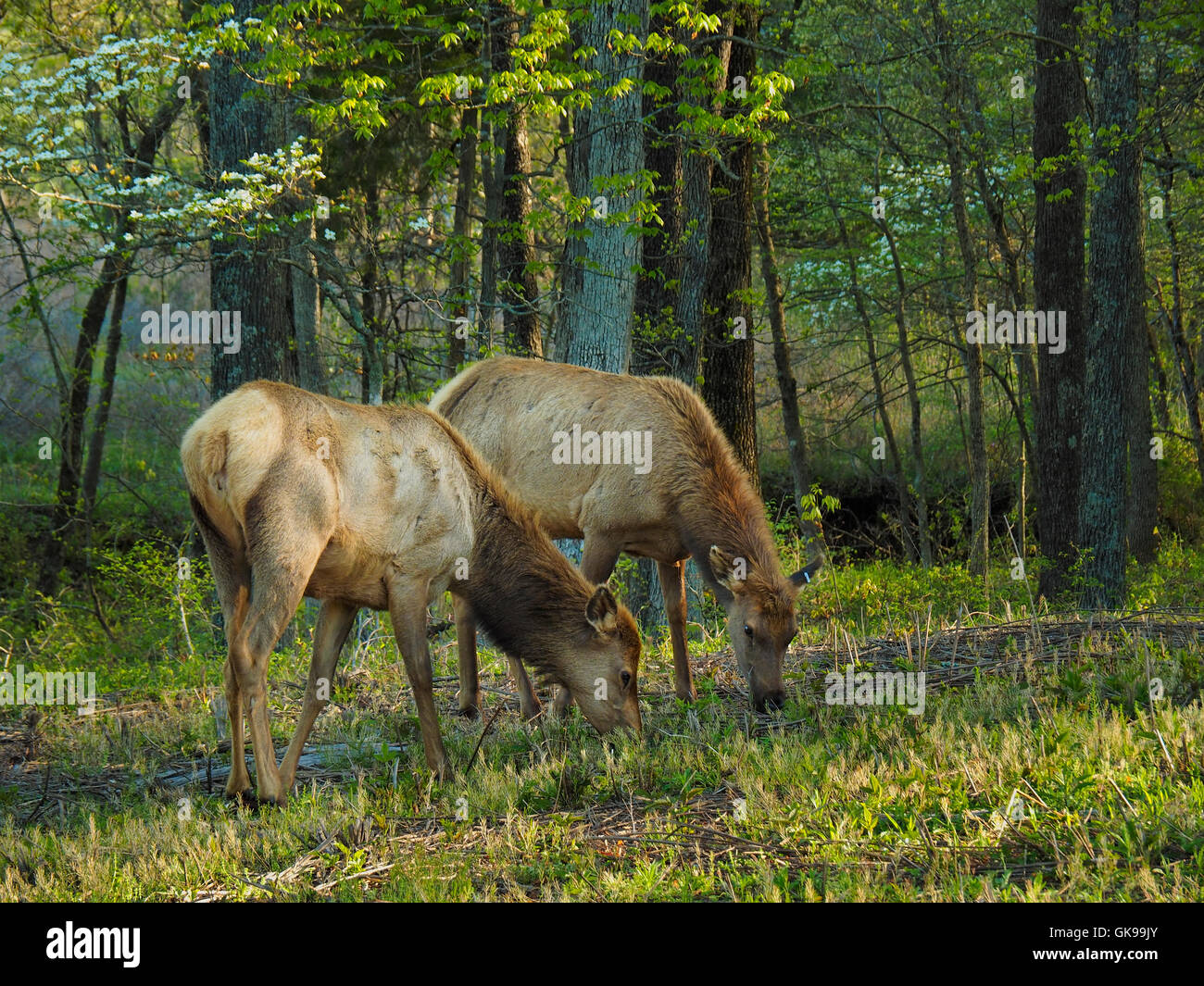 Elk, Elk and Bison Prairie, Land Between The Lakes National Recreation