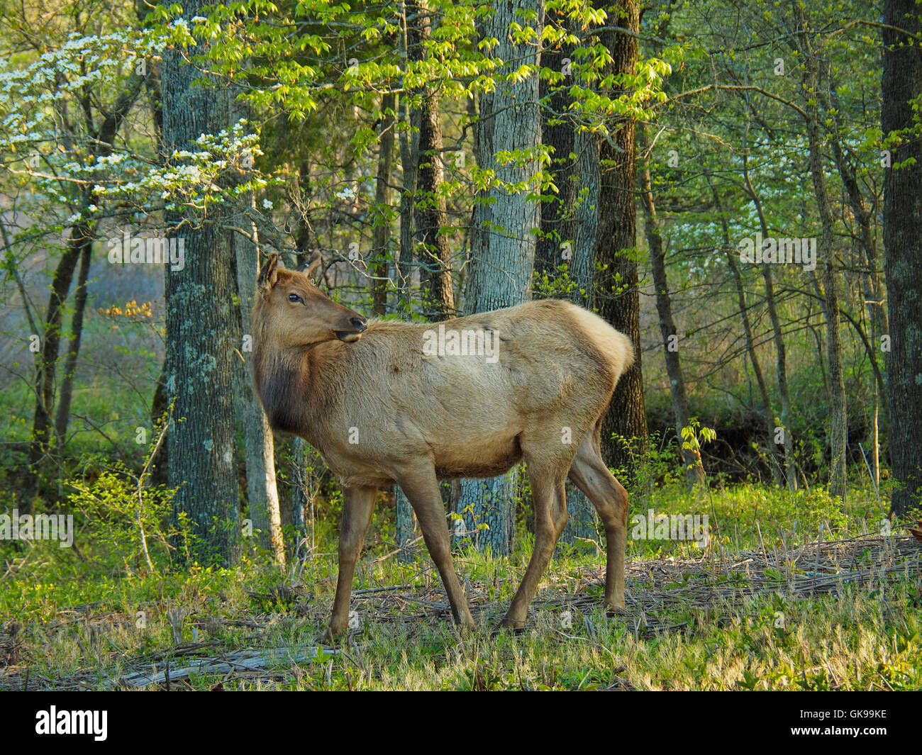 Elk, Elk and Bison Prairie, Land Between The Lakes National Recreation