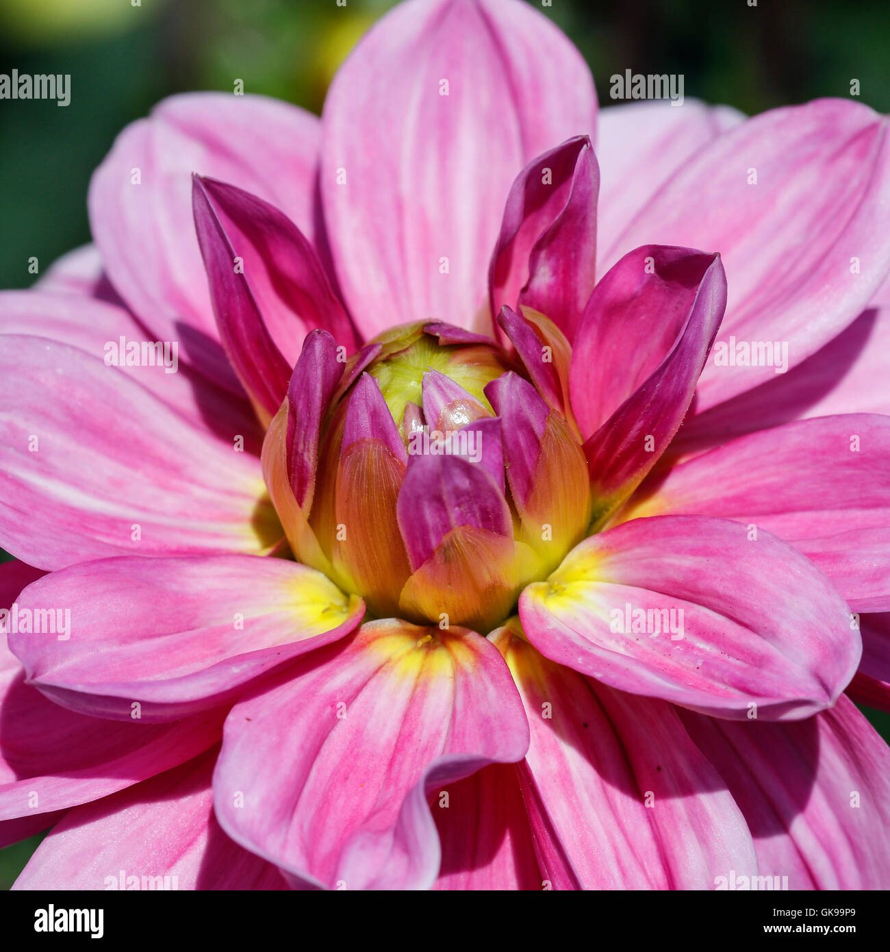 Pink and yellow Dahlia flower Stock Photo - Alamy